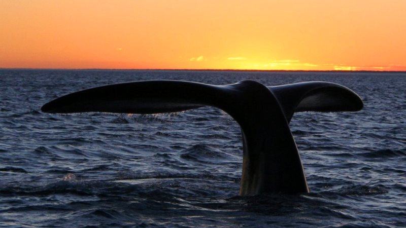Puerto Madryn Airport